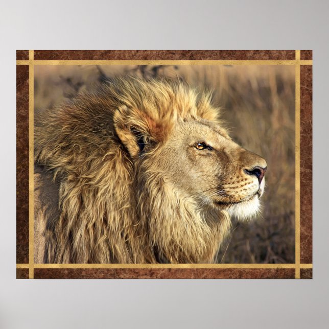 Beautiful Lion Photo Poster (Front)