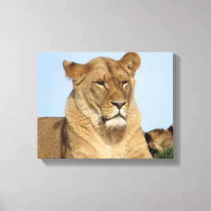 Beautiful Lion Resting in the Wild Canvas Print