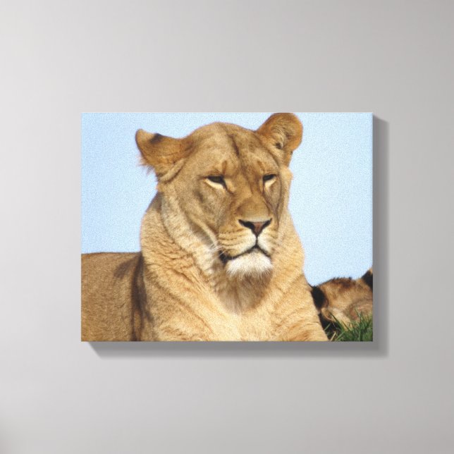 Beautiful Lion Resting in the Wild Canvas Print (Front)