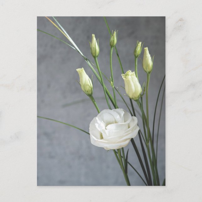 Beautiful Lisianthus White Flowers Postcard (Front)
