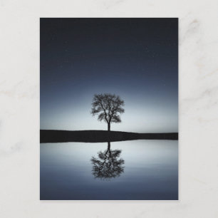 Beautiful Lone Tree Reflected in Lake at Night Postcard