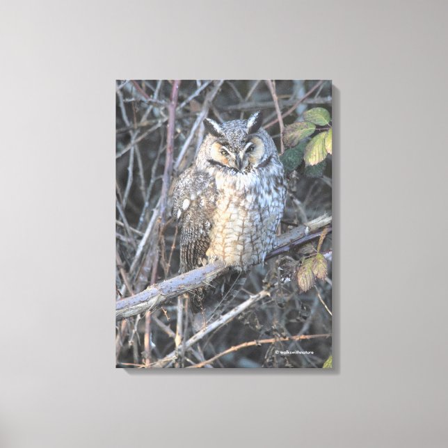 Beautiful Long-Eared Owl at Sunset Canvas Print (Front)