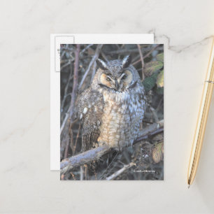 Beautiful Long-Eared Owl Bird of Prey at Sunset Postcard