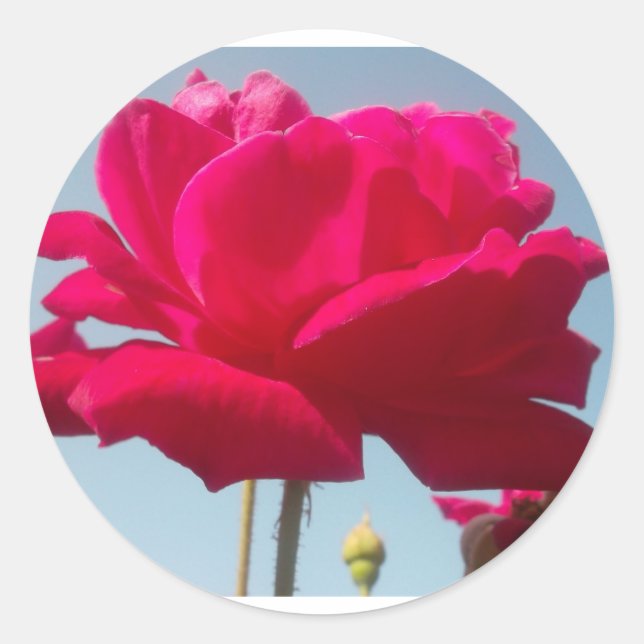 Beautiful Lovely Celestial Rose Red Against Blue  Classic Round Sticker (Front)