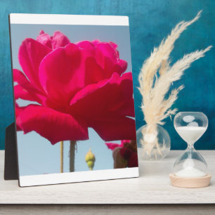 Beautiful Lovely Celestial Rose Red Against Blue Plaque