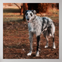 Beautiful Lurcher dog