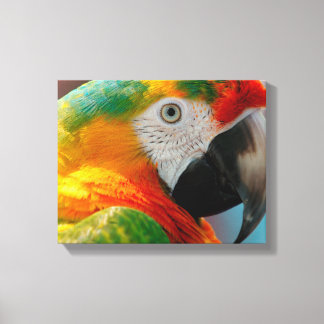 Beautiful Macaw Canvas Print