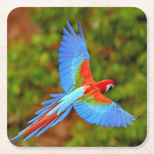 Beautiful Macaw Coaster Set (Front)