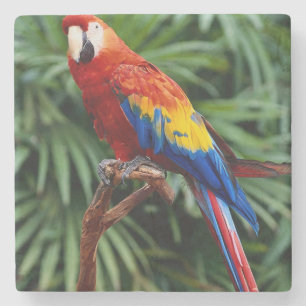 Beautiful Macaw Stone Coaster