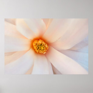 Beautiful Magnolia Flower close up Poster