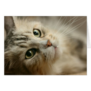 Beautiful Maine Coon
