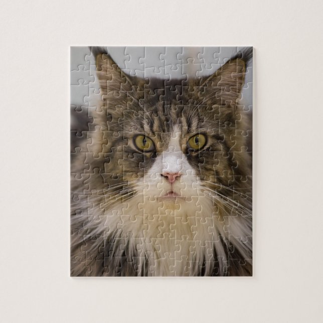 Beautiful maine coon jigsaw puzzle (Vertical)