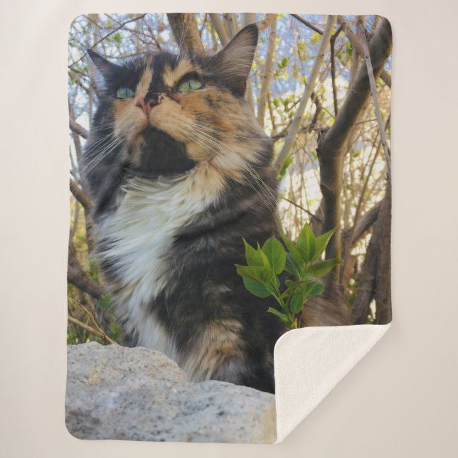 beautiful majestic cat colourful sherpa blanket (Front)