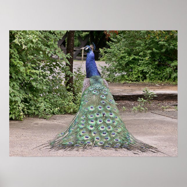 Beautiful  male peacock poster (Front)