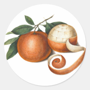 Beautiful Mandarin Oranges Antique Painting Classic Round Sticker