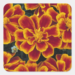 Beautiful Marigolds Sticker Set