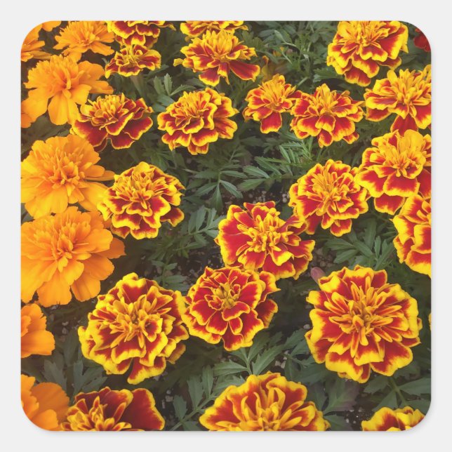 Beautiful Marigolds Sticker Set (Front)