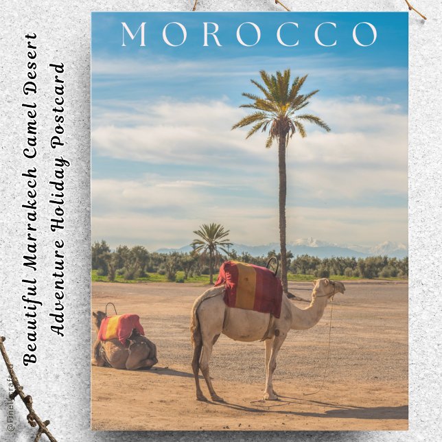 Beautiful Marrakech Camel Desert Adventure Holiday Postcard (Creator Uploaded)