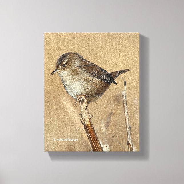 Beautiful Marsh Wren Songbird in the Marshes Canvas Print (Front)