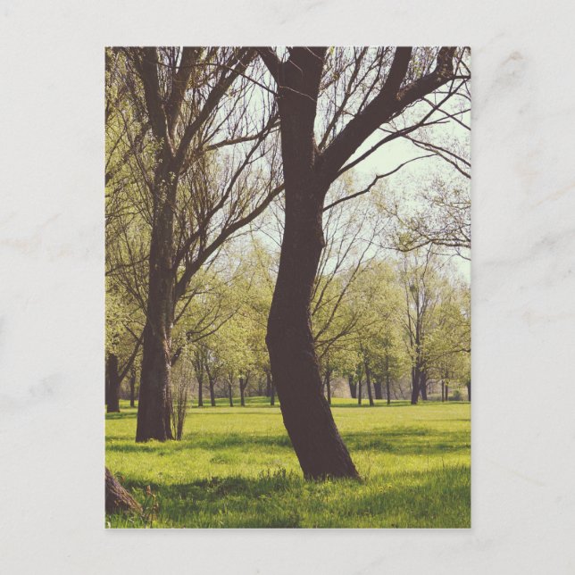 Beautiful Meadow Postcard (Front)