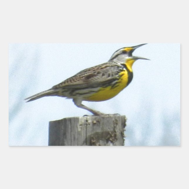 Beautiful meadowlark with yellow and grey markings rectangular sticker (Front)