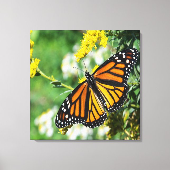 Beautiful Monarch Butterfly Canvas Print (Front)