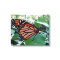 Beautiful Monarch Butterfly