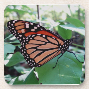 Beautiful Monarch Butterfly Coaster Set