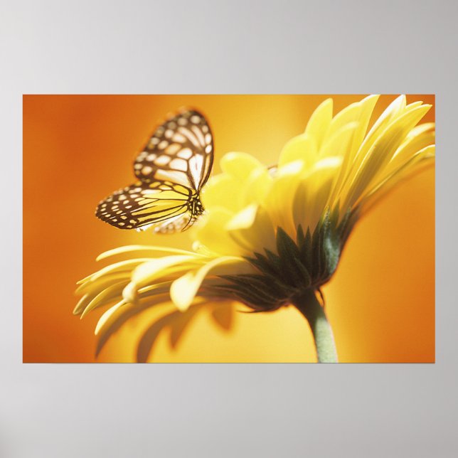 Beautiful Monarch Butterfly on a Flower Print (Front)