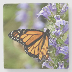 Beautiful Monarch Butterfly on a Purple Flower Stone Coaster
