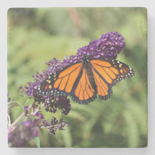 Beautiful Monarch Butterfly on a Purple Flower Stone Coaster