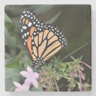Beautiful Monarch Butterfly on a Purple Flower Stone Coaster