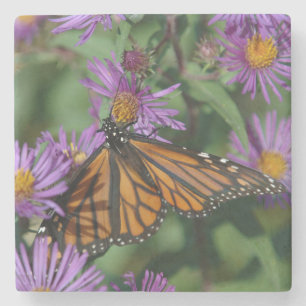 Beautiful Monarch Butterfly on a Purple Flower Stone Coaster