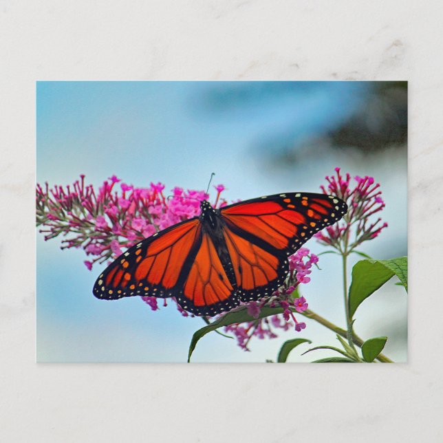 Beautiful Monarch Butterfly Photo Postcard (Front)