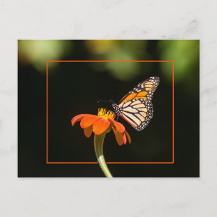 Beautiful Monarch Butterfly Postcard
