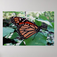 Beautiful Monarch Butterfly