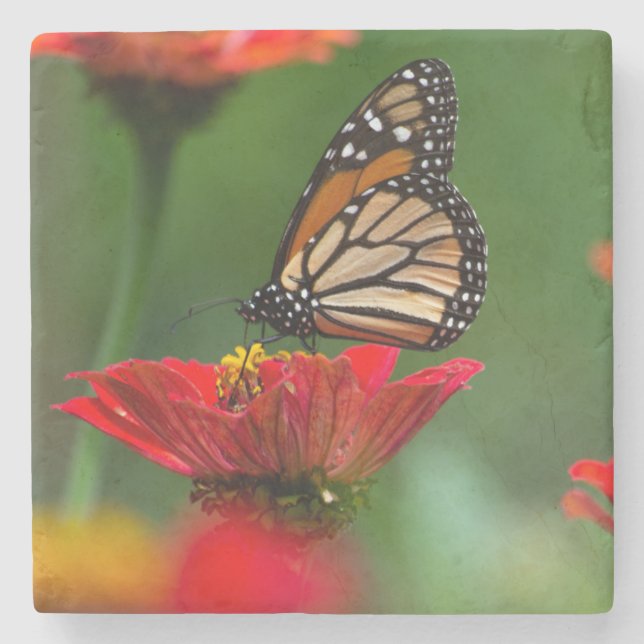 Beautiful Monarch Butterfly Stone Coaster (Front)