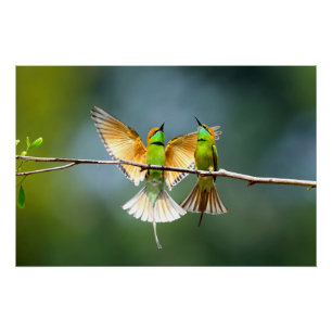 Beautiful Motmot Bird on Branch Poster