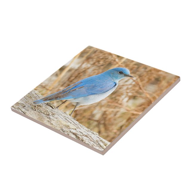 Beautiful Mountain Bluebird on Beach Driftwood Tile (Side)