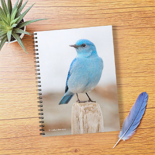 Beautiful Mountain Bluebird on Beach Stump Spiral Notebook