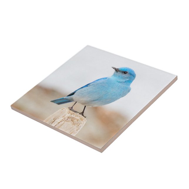 Beautiful Mountain Bluebird on Beach Stump Tile (Side)