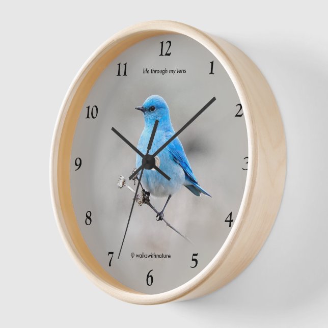 Beautiful Mountain Bluebird Songbird on Tansy Wall Clock (Angle)