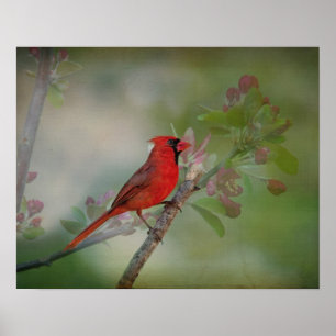 Beautiful Mr. Cardinal Poster
