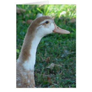 Beautiful Mule Duck