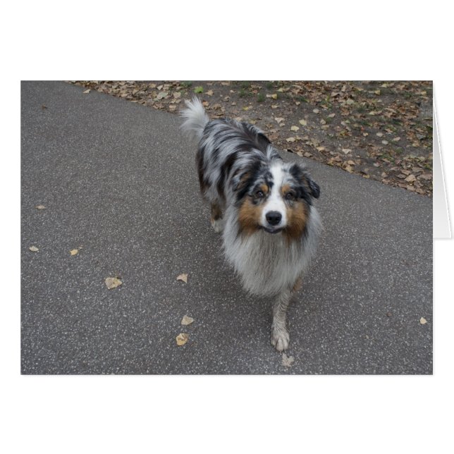 Beautiful Multi-coloured Aussie (Front Horizontal)