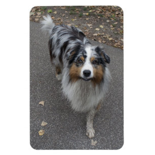 Beautiful Multi-coloured Aussie Magnet