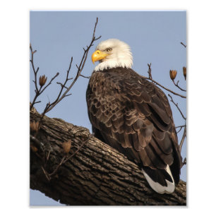 Beautiful Mum (Eagle) Photo Print