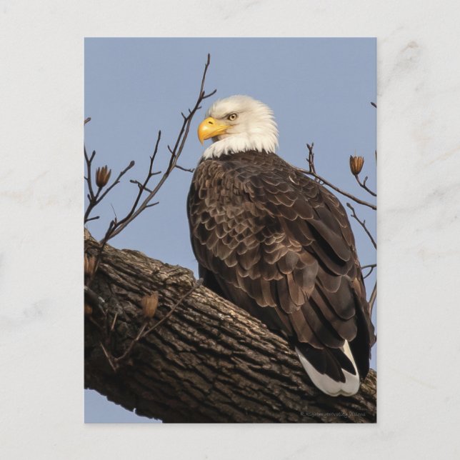 Beautiful Mum (Eagle)  Postcard (Front)