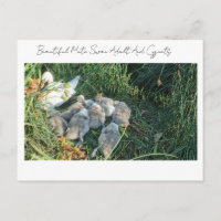 Beautiful Mute Swan Adult And Cygnets