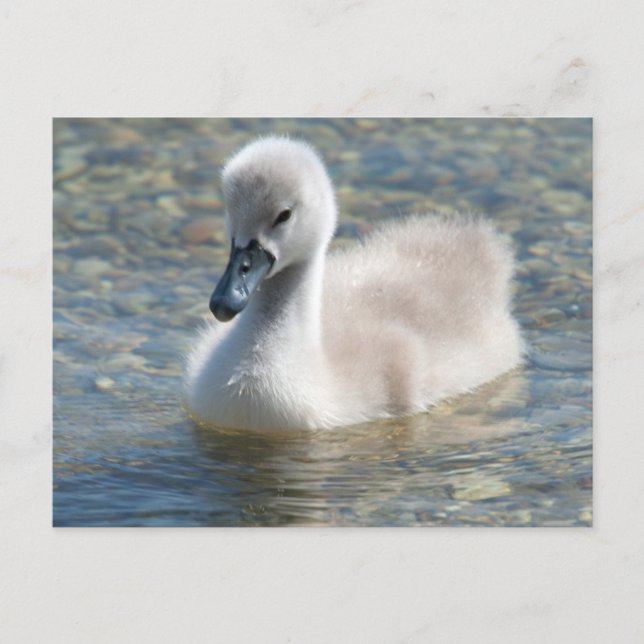 Beautiful Mute Swan Duckling Postcard (Front)